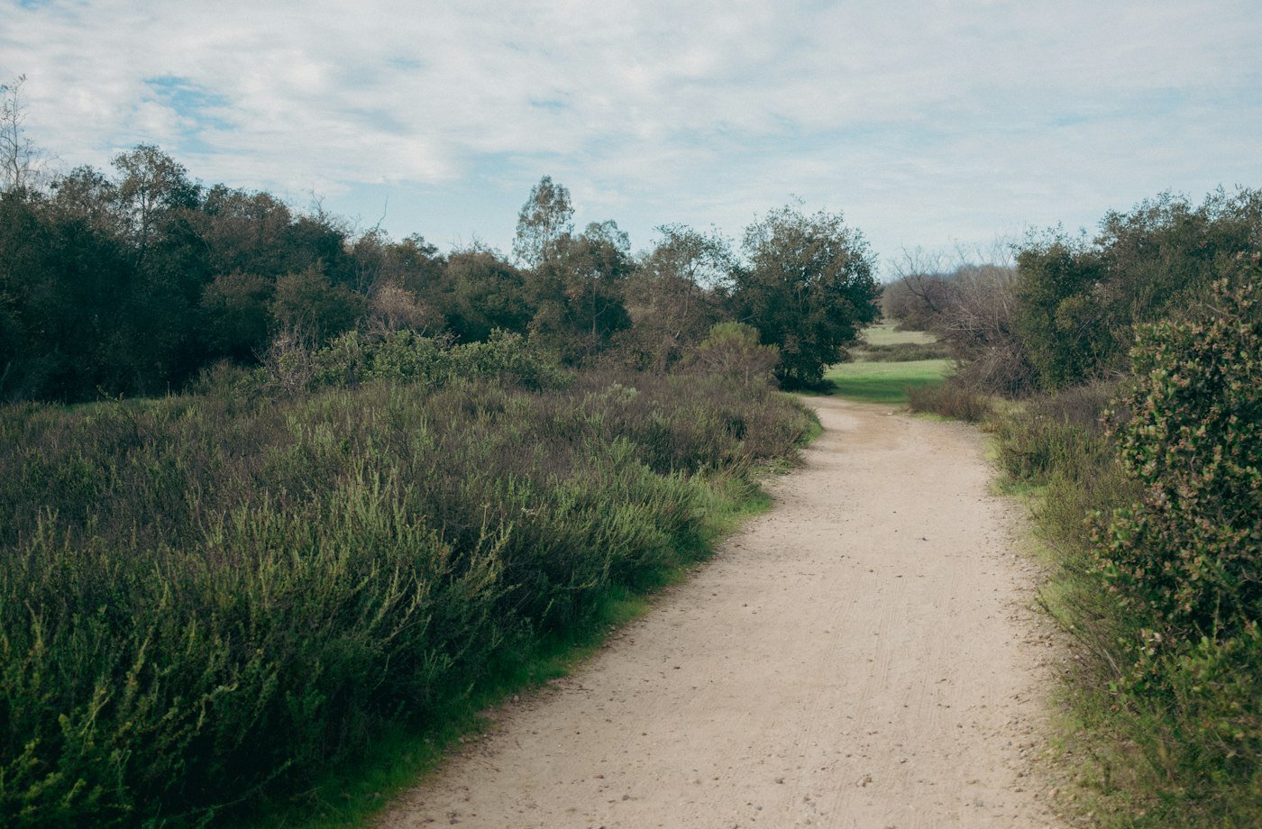 A dirt hiking path winding through trees and brush