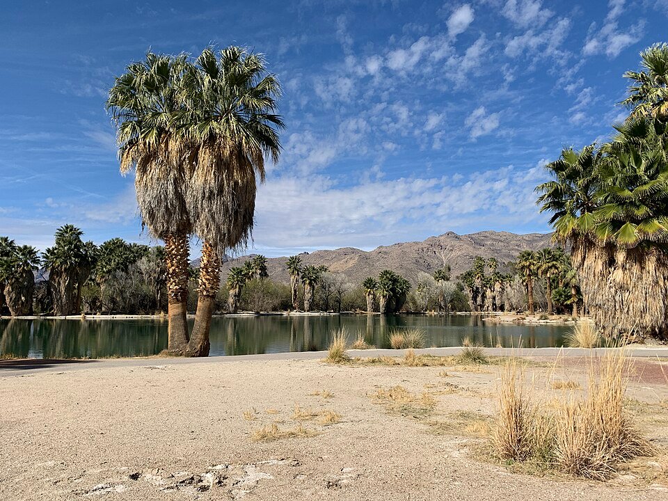 Fan palms and a small pond with mountains and blue sky behind