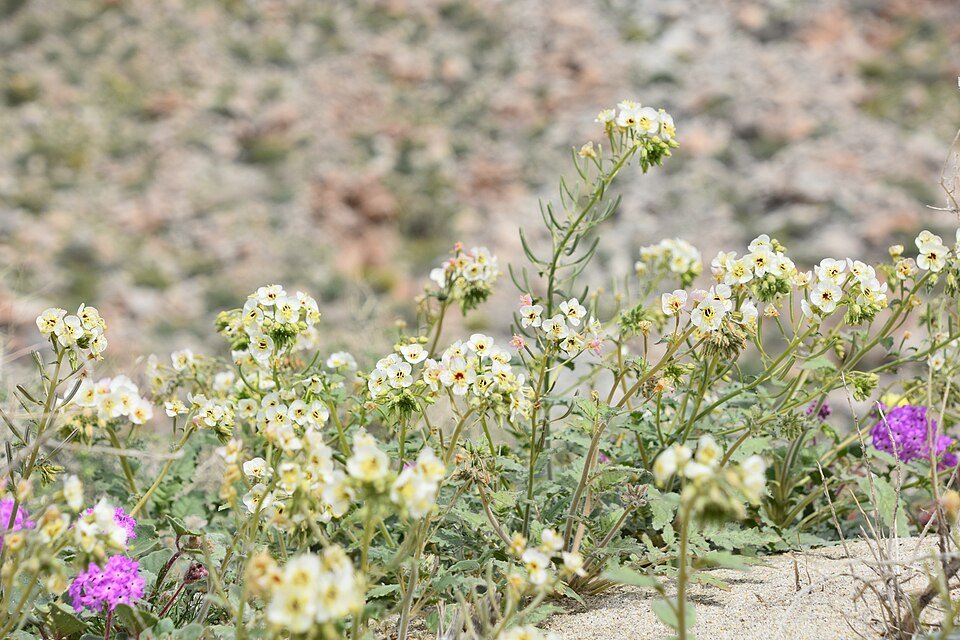 Small white and purple wildflowers growing in desert gravel