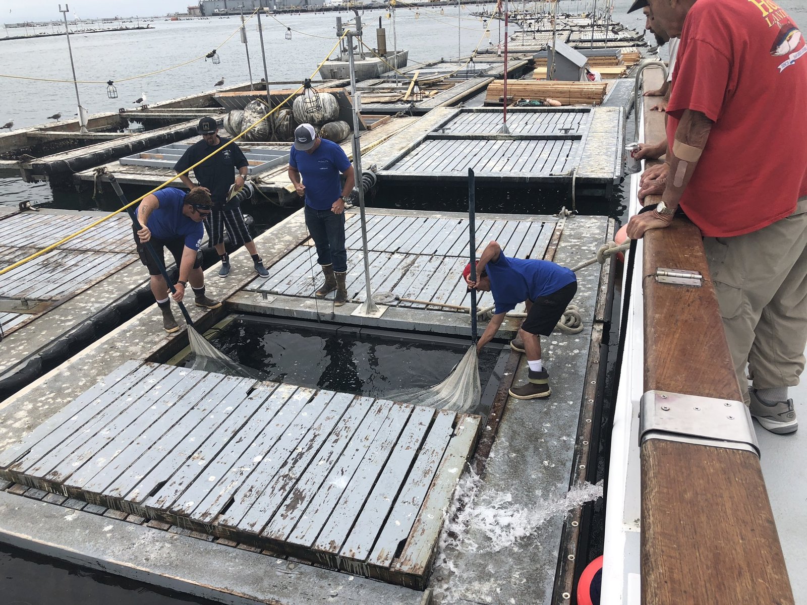 Crew members netting live bait from a floating bait pen beside a boat