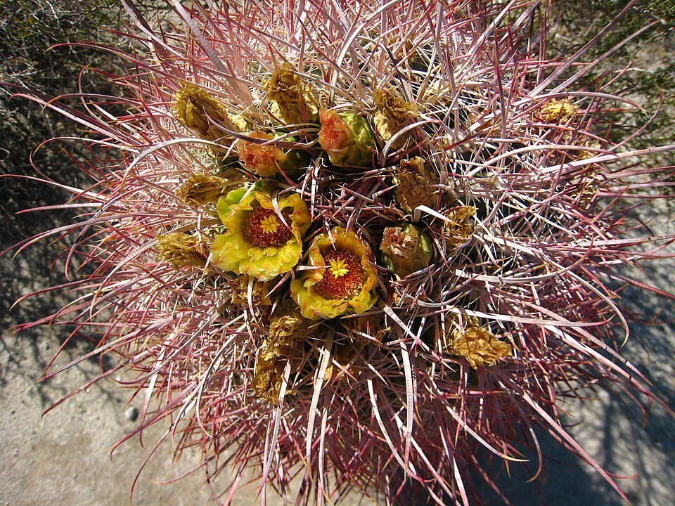 A barrel cactus ringed with yellow and orange flowers