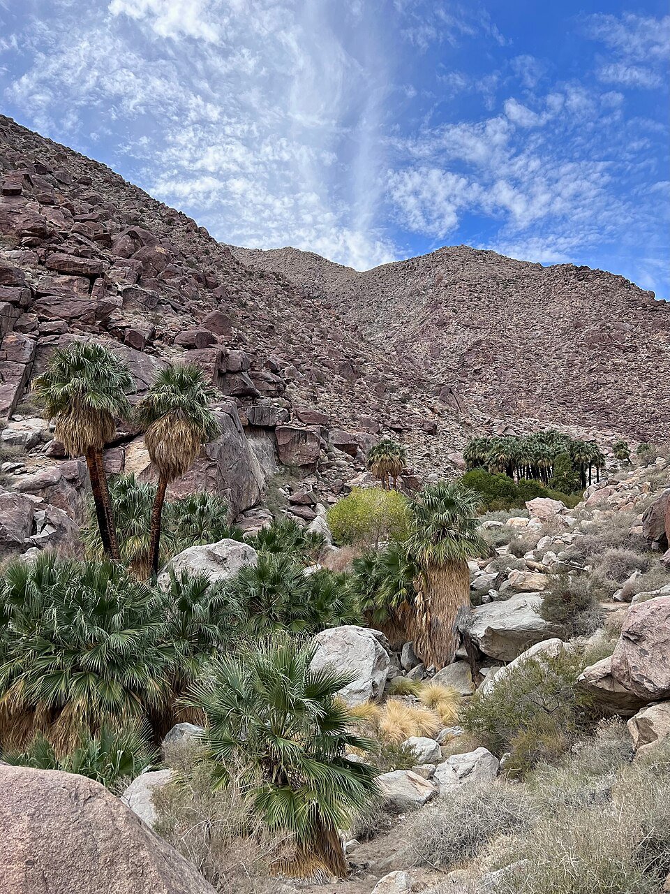 Fan palms and green plants in a rocky desert canyon