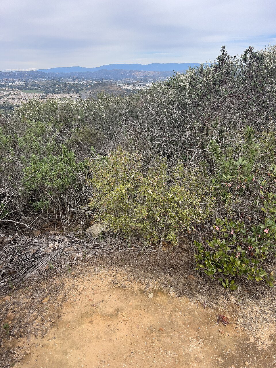 Chaparral shrubs beside a dirt trail with distant hills under a cloudy sky.