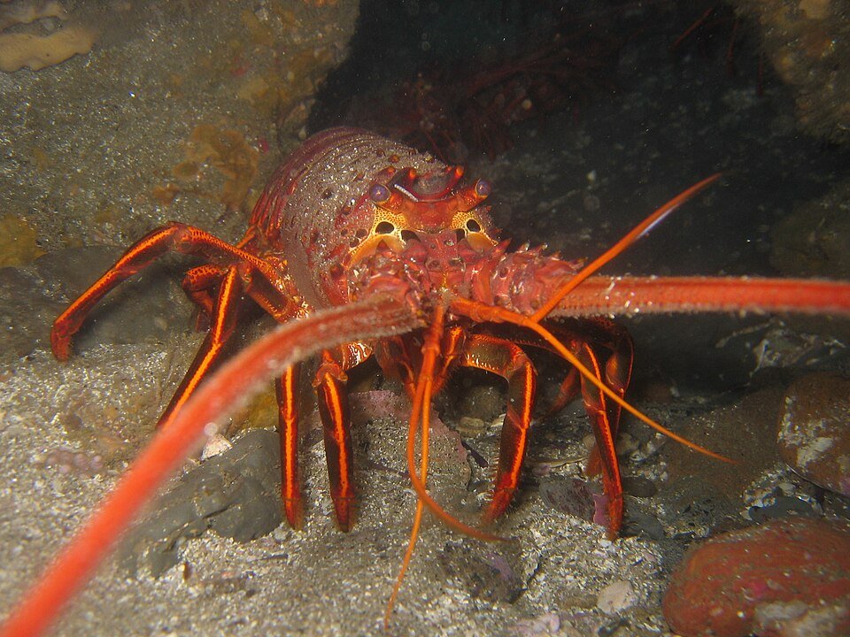 A California spiny lobster with long orange antennae on a rocky bottom