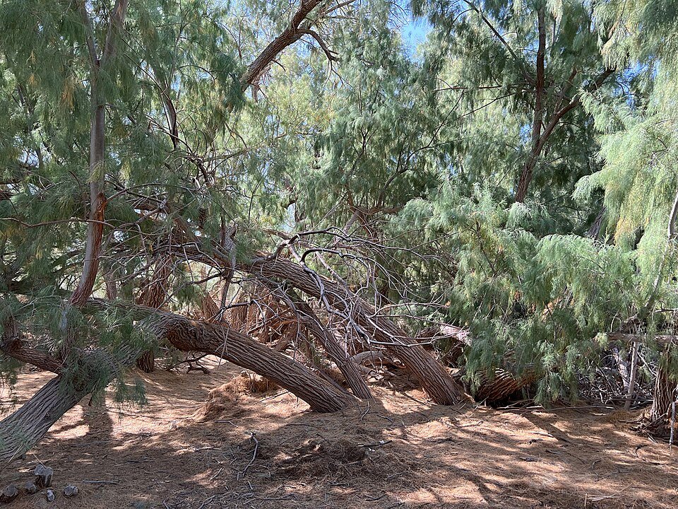 Leaning, feathery tamarisk-type trees with sandy ground in dappled shade.