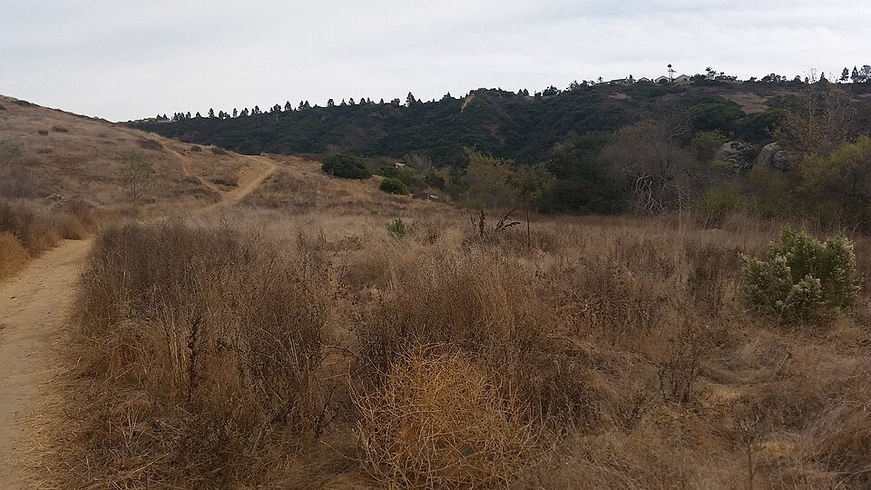 A dirt trail through dry grassland toward oak woodland.