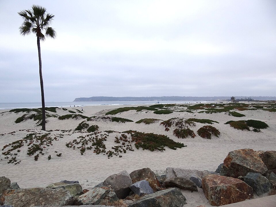Beach dunes with a single palm tree and rocks on the sand at Coronado