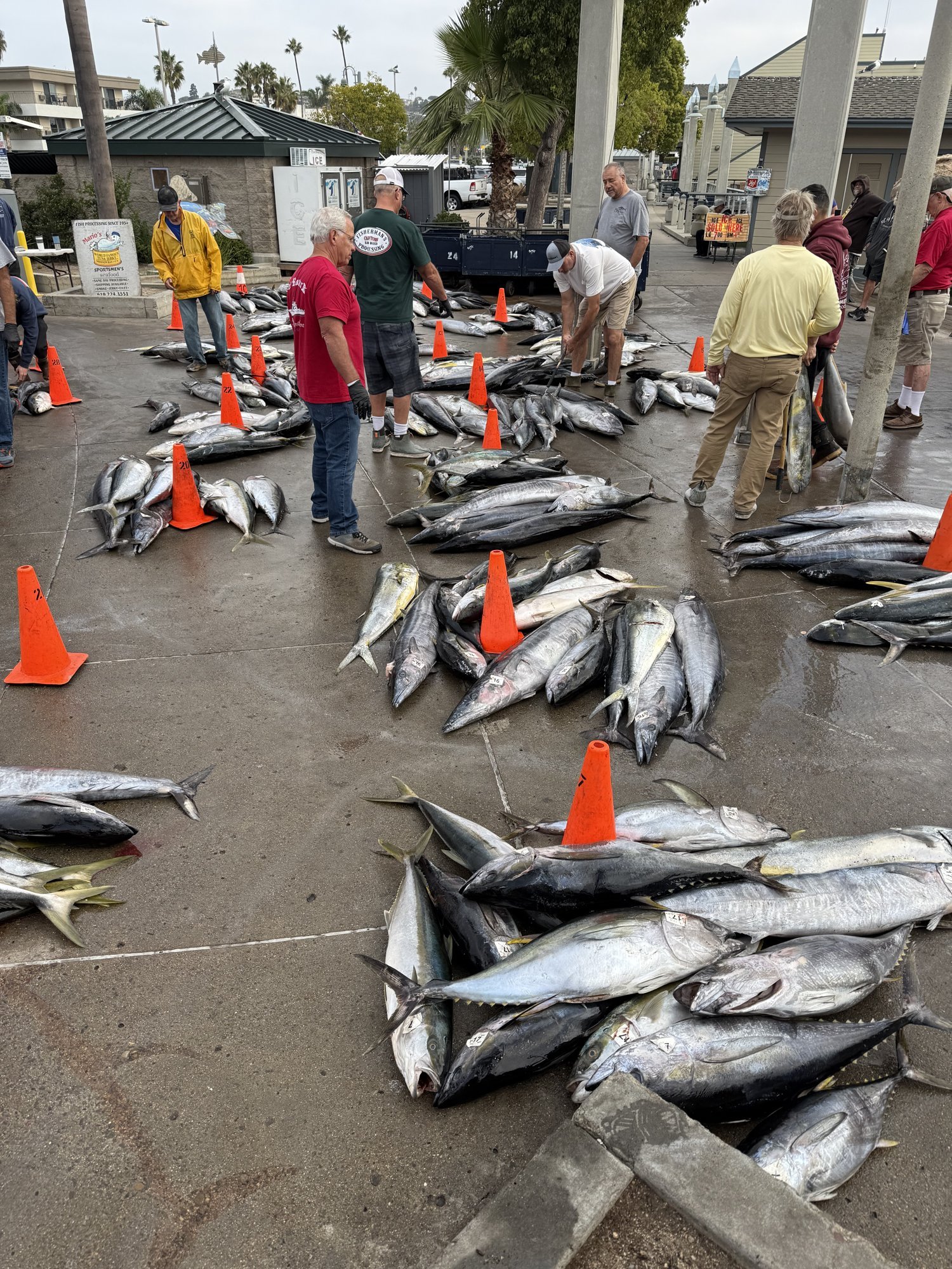 Tuna and other fish laid out in rows on a Point Loma dock while people sort them, with orange cones between the rows
