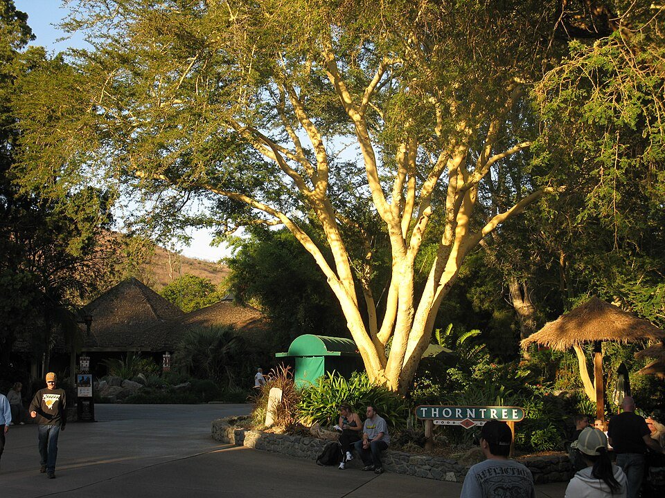The Thorntree entrance area at the San Diego Zoo Safari Park, with a thatched shade and guests walking