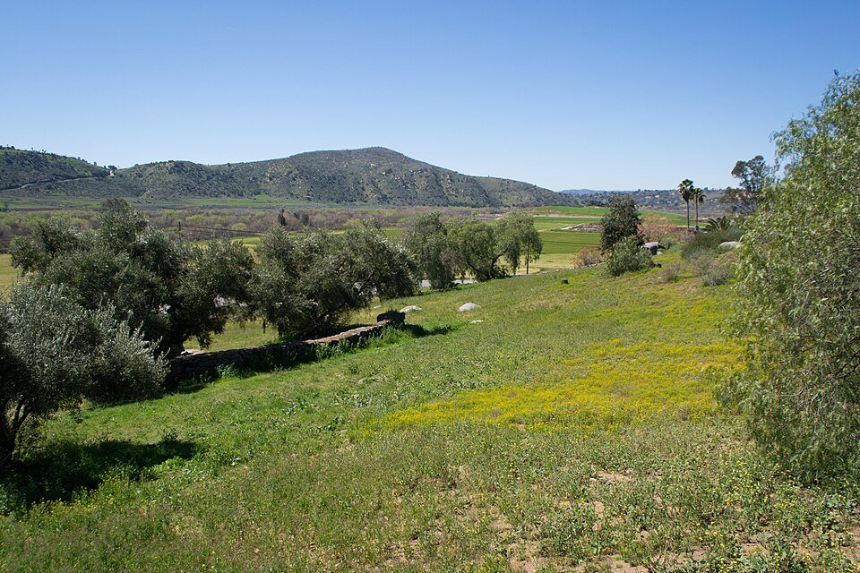 Green valley with olive-like trees, yellow wildflowers and rolling hills under blue sky