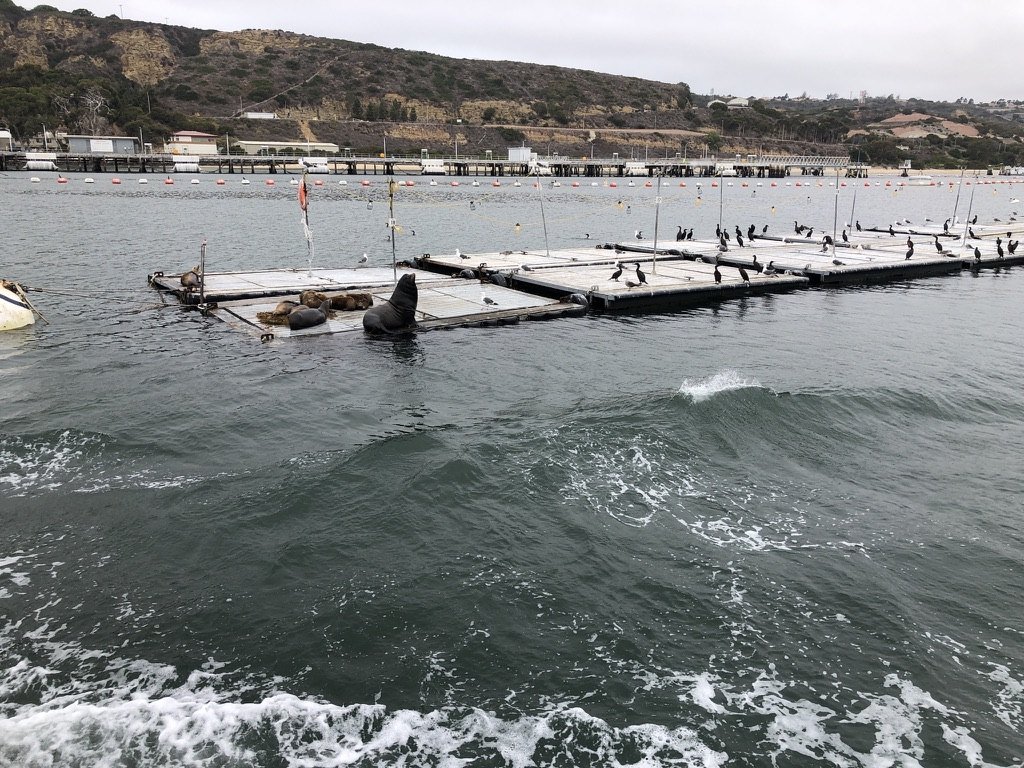 Sea lions and cormorants on the bait dock with a hillside beyond