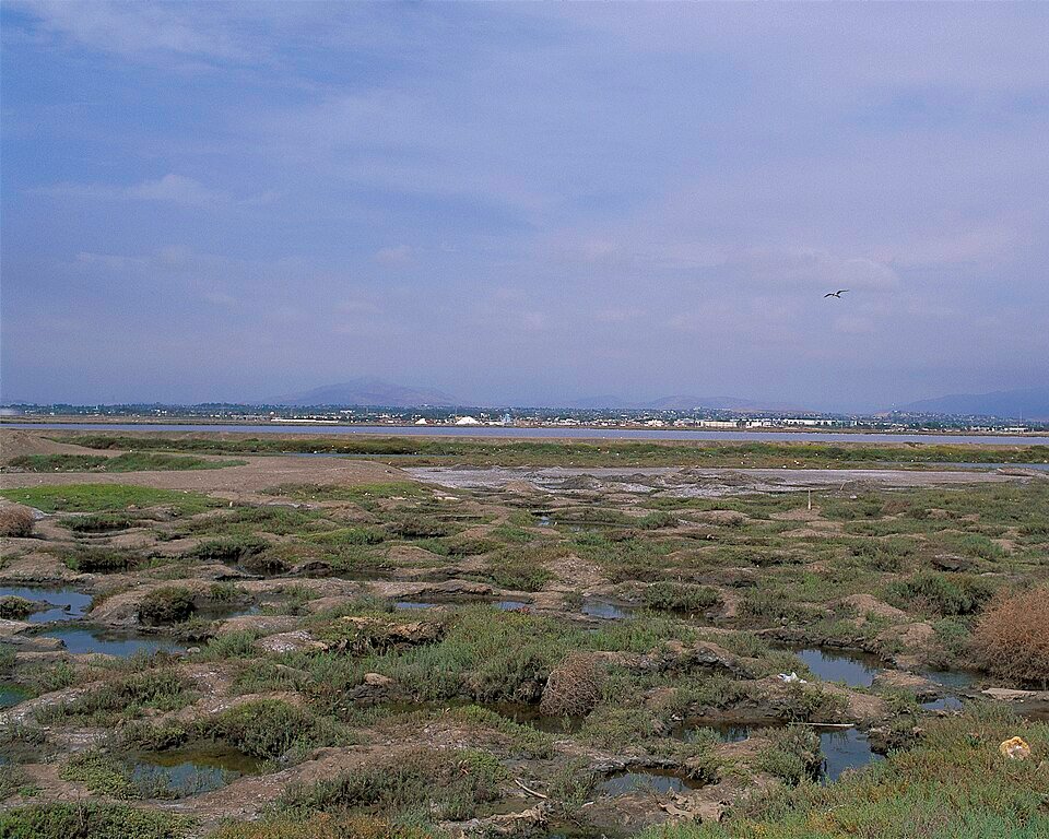 Salt marsh pools and low plants at Sweetwater Marsh with the bay and mountains in the distance
