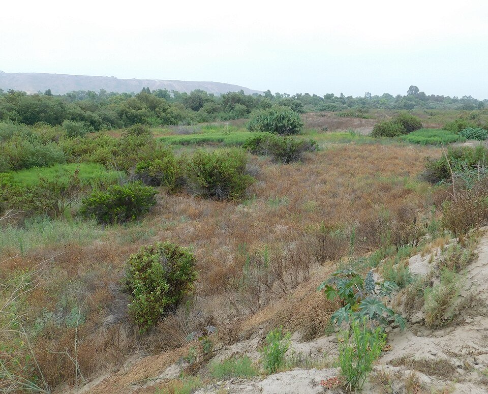 Green riverside vegetation and sandy slopes in the Tijuana River Valley