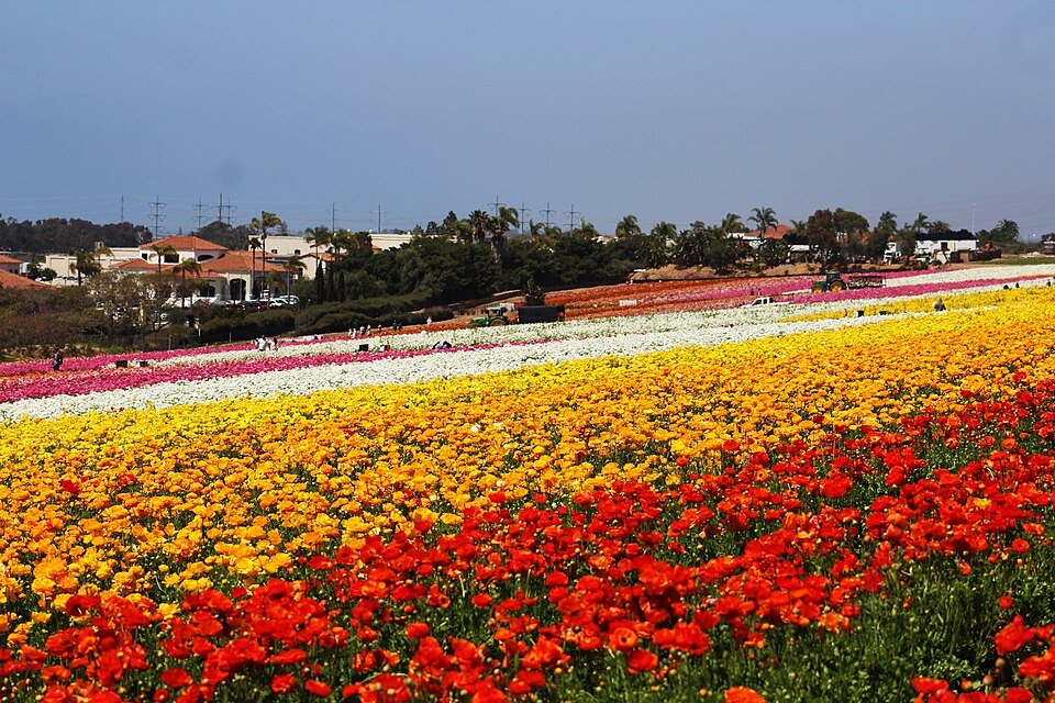 Bands of red, yellow and white ranunculus flowers stretching across the Flower Fields in Carlsbad